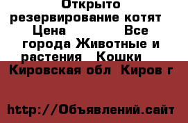 Открыто резервирование котят › Цена ­ 15 000 - Все города Животные и растения » Кошки   . Кировская обл.,Киров г.